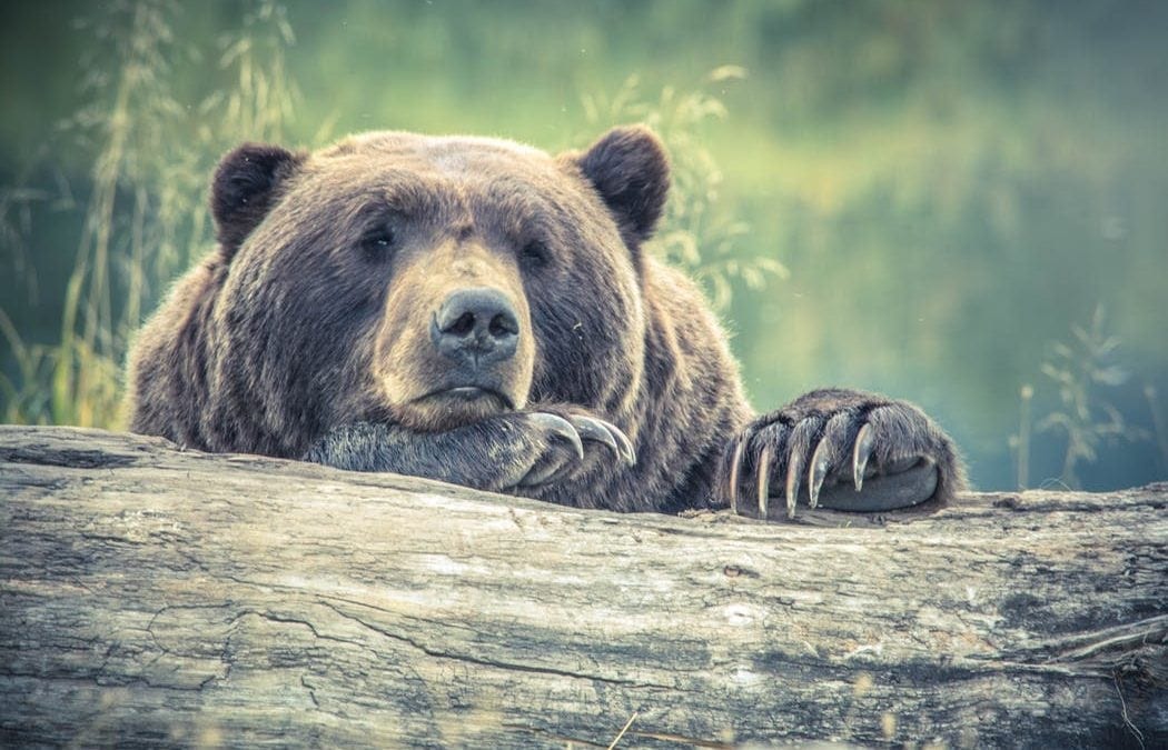 You V’s The Bull V’s The Bear