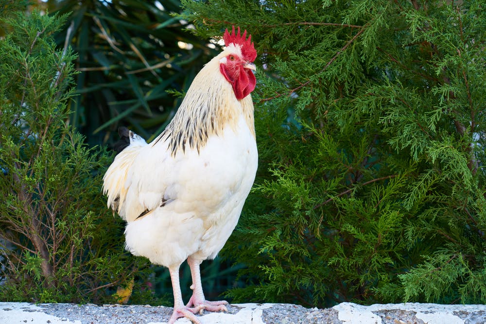Why did the chicken cross the road?